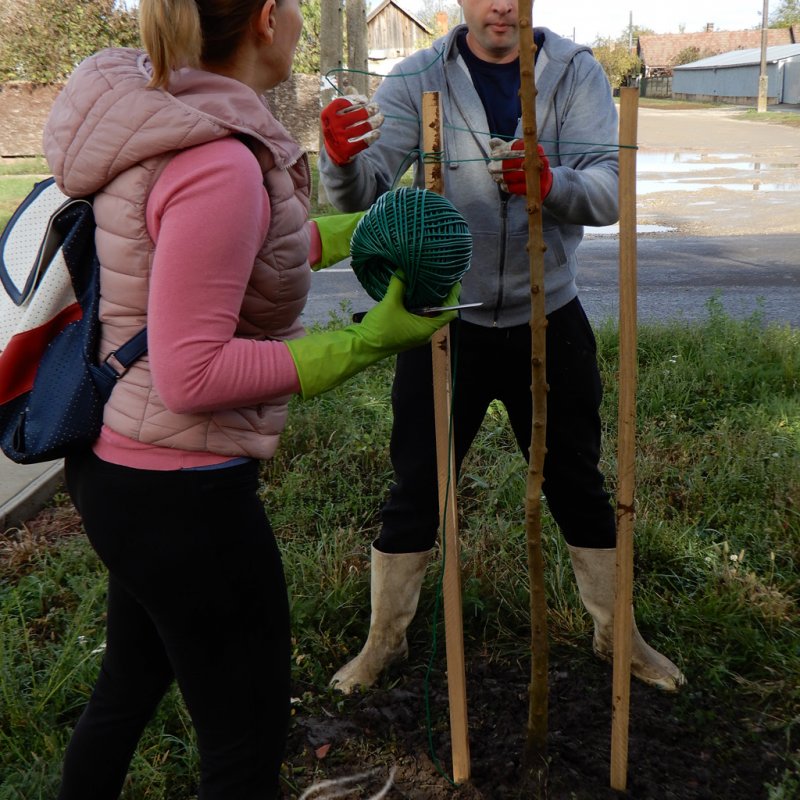 Közösségi faültetés Berettyóújfaluban 19